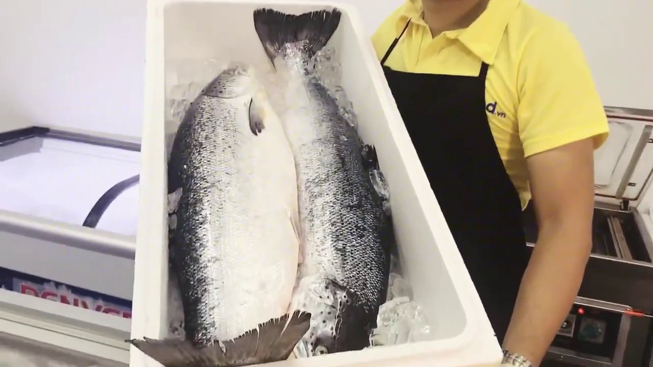 Muốn nhập khẩu cá hồi tươi phải khai báo kiểm dịch